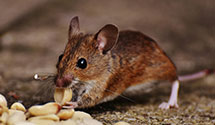 24 Hour & Emergency Exterminators in Blenheim, SC